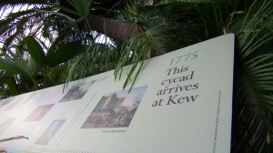 Kew Gardens Palm House Cycad     